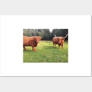 Scottish Highland Cattle Cow and Calf 2077 Posters and Art